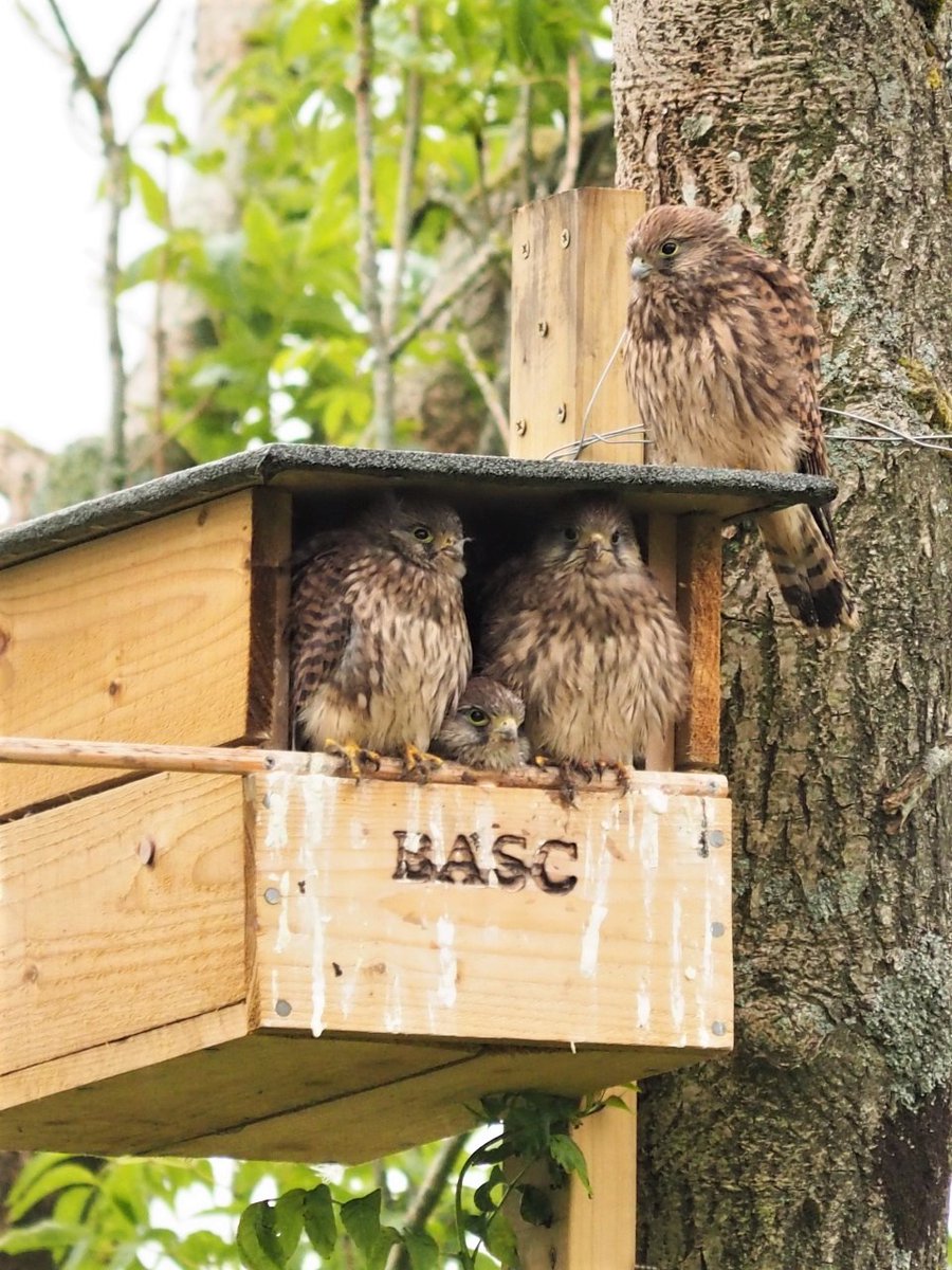 BASCnews's tweet photo. KESTREL UPDATE
Last week we shared some images of a BASC kestrel box and its residents. We are happy to report that the chicks have now taken to the skies!
Read about the kestrels and BASC's bird box initiative in @BascNorth director Duncan Thomas's blog
https://t.co/XjlW9oBMH5 https://t.co/dCOQpmnaxk
