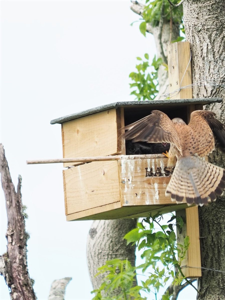 BASCnews's tweet photo. KESTREL UPDATE
Last week we shared some images of a BASC kestrel box and its residents. We are happy to report that the chicks have now taken to the skies!
Read about the kestrels and BASC's bird box initiative in @BascNorth director Duncan Thomas's blog
https://t.co/XjlW9oBMH5 https://t.co/dCOQpmnaxk