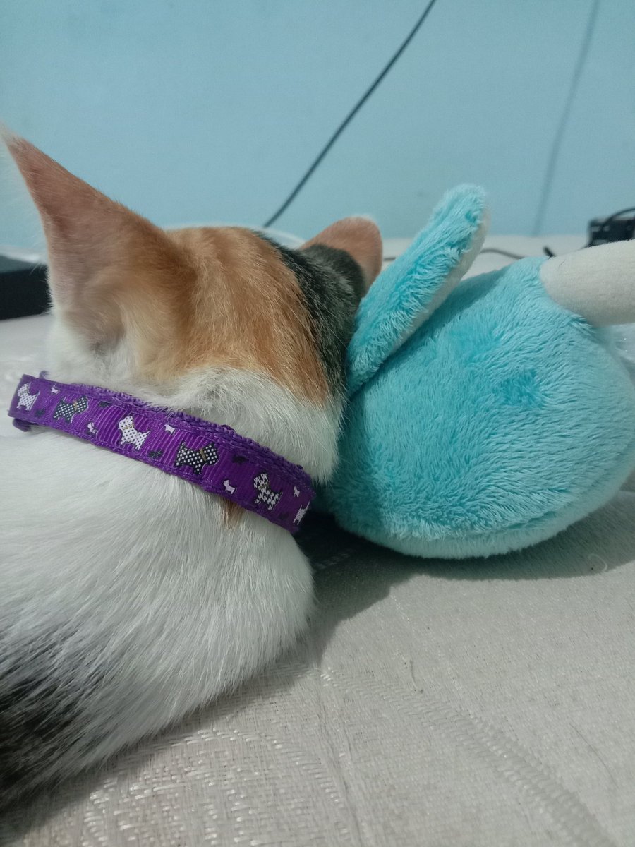 11sixth's tweet photo. lucu bgt brou https://t.co/P2cATyPho0