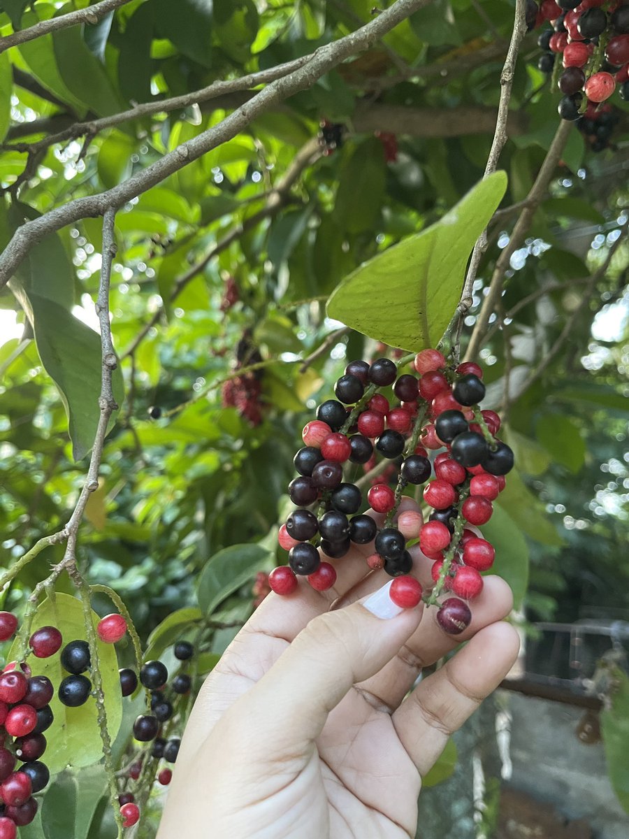 maloueudela's tweet photo. How do you call this in your language?
In Hiligaynon, we can it #Bugnay. https://t.co/TSLcVik2nZ