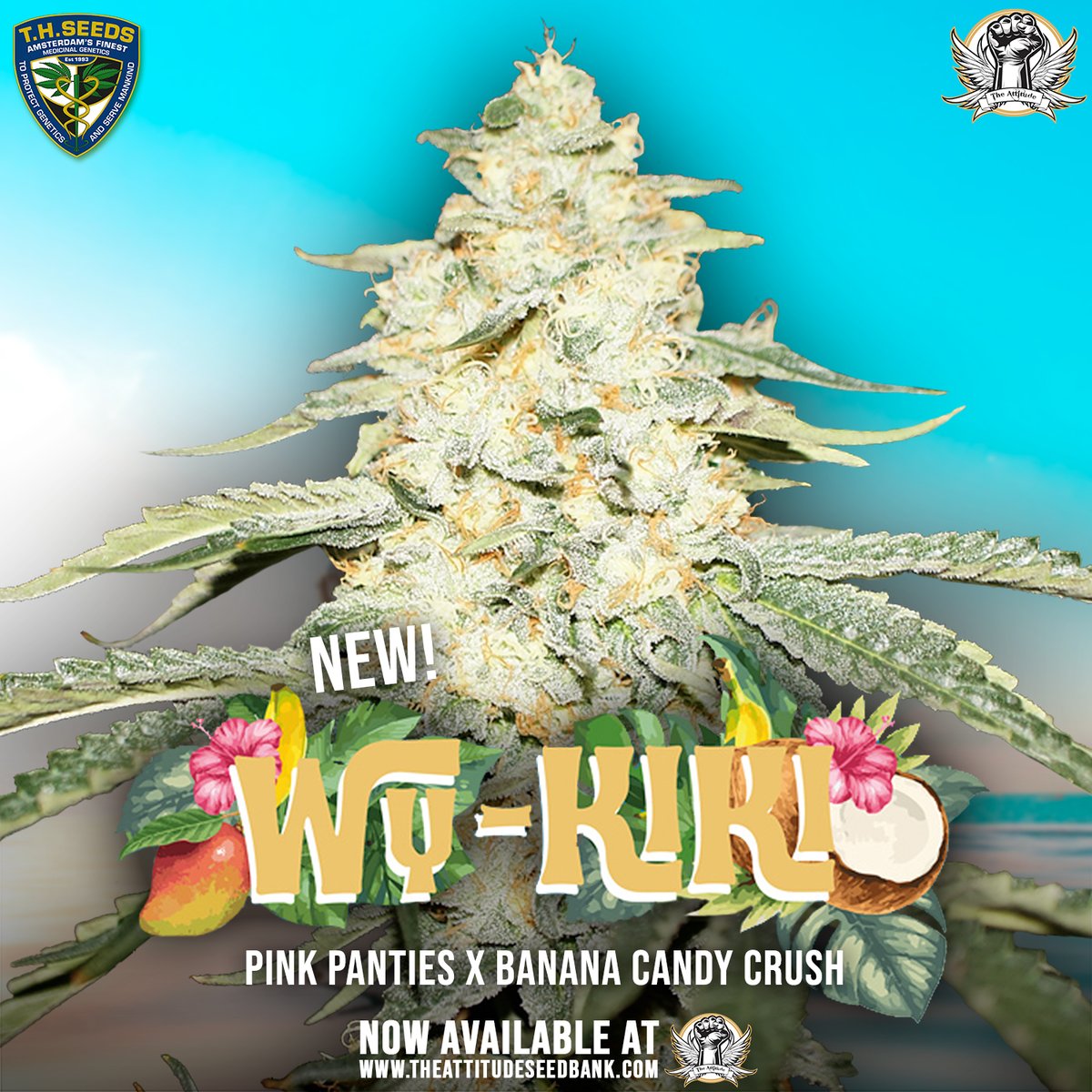 attitudeseeds's tweet photo. New @THSeedsAMS Wy-Kiki In Stock!

#cannabis #cannabisseeds #thseeds #wykiki #theattitudeseedbank #attitudeseeds #thseeds #thseedbank https://t.co/ucFlTIGZVy