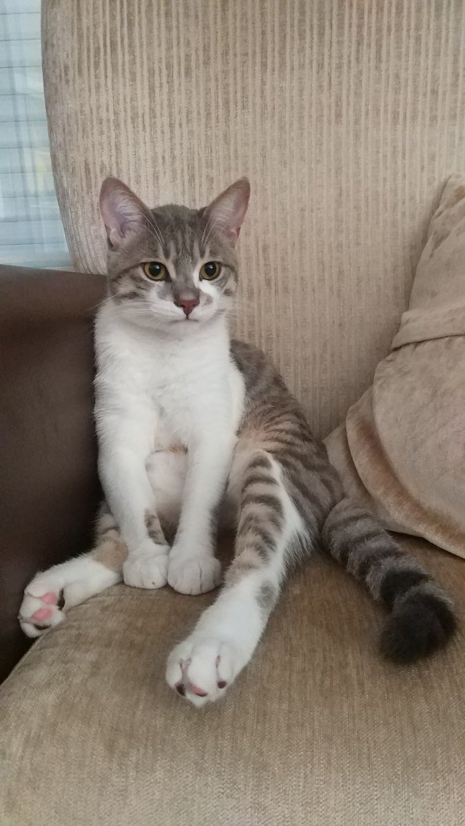 idman tvyi aç o dayansın səsini de artır