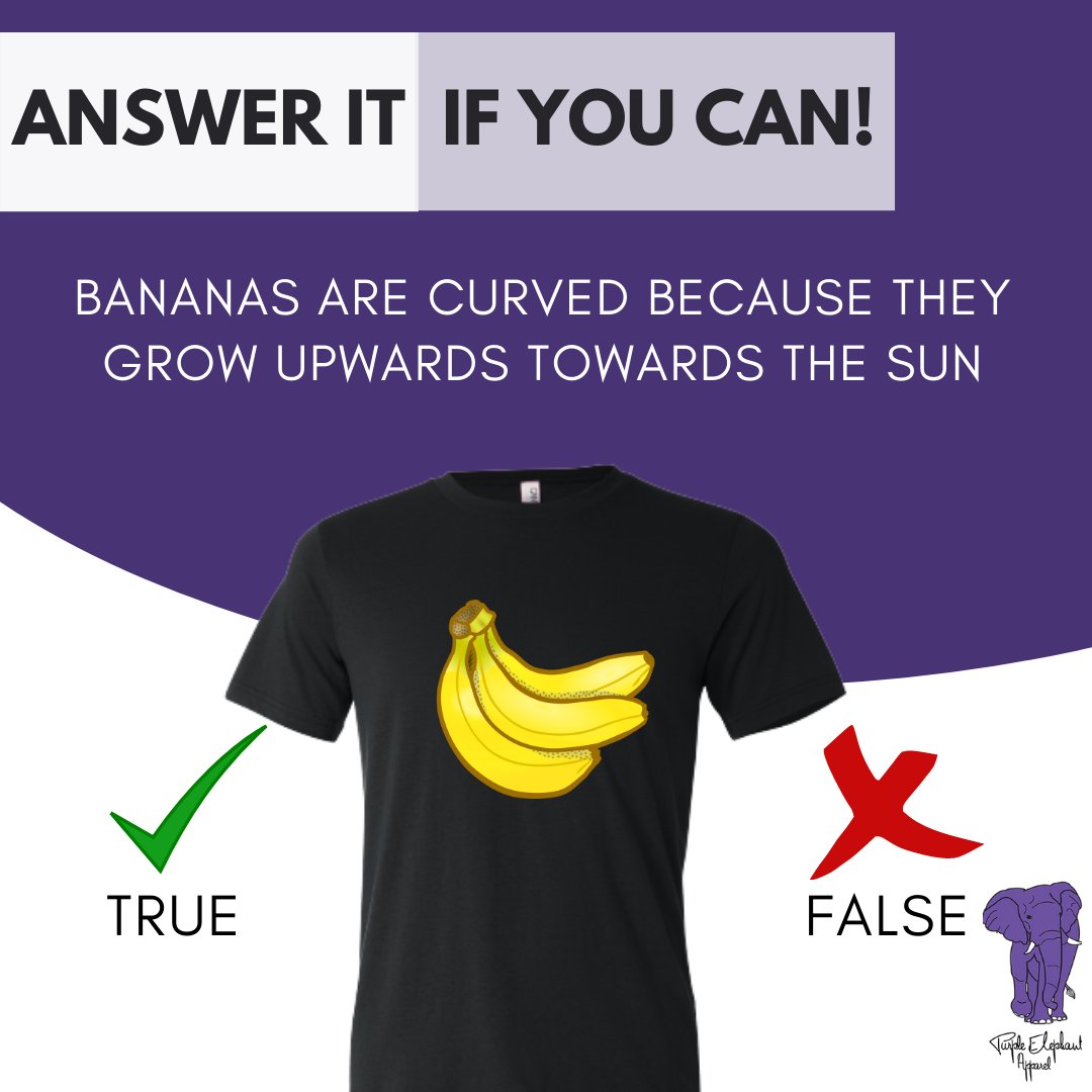 apparel_purple's tweet photo. Are you a know-it-all? If yes, then answer this!
Bananas are curved because they grow upwards towards the sun.
Right or wrong?
Tell us in the comment section!
#quiz #quiztime #question #answer #banana #fruits #USA #fridaymorning https://t.co/mUxPuXCxBq