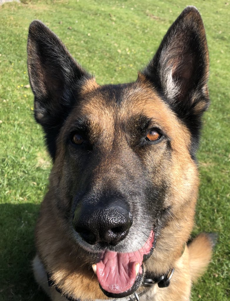 LifeAfterRescue's tweet photo. Friends helps heard mum say I am off to the dog doctor ….. if he comes near me with a thermometer I’m outta there ….. 🐾 https://t.co/IFleYTPkfO