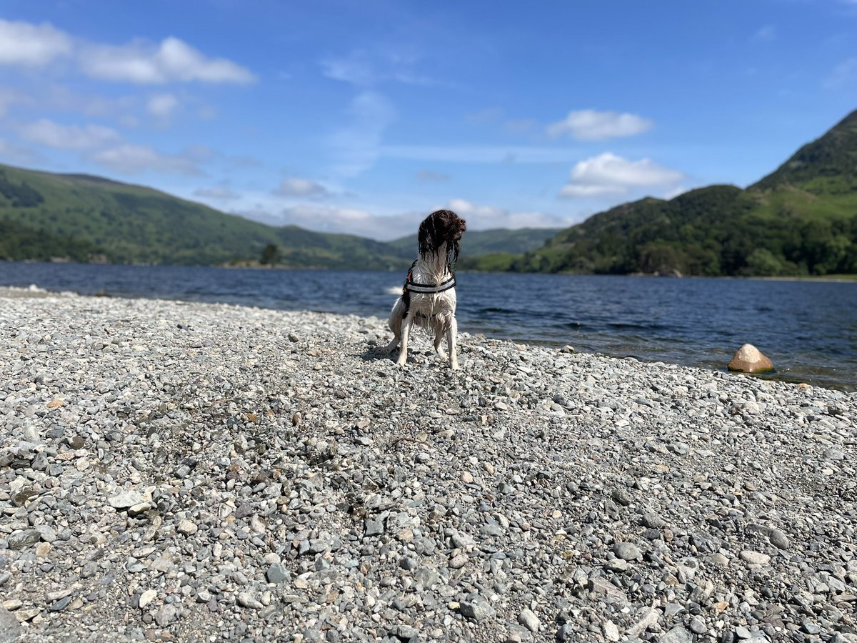 LindsaySielski's tweet photo. Another great week of Victim Recovery CPD training. Thanks to @GScoffa @baz_cox and @policedogunit for keeping our @LancashireFRS search dogs in license 🐾 https://t.co/QQbHvGjnF5