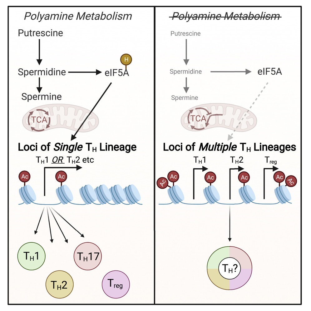 Cell (@cellcellpress) on Twitter photo Now online! The ability of CD4+ T helper cells to develop into specified functional subsets depends upon polyamine-driven metabolic and epigenetic regulation
#immunology
bit.ly/3jCgrD9 Now online! The ability of CD4+ T helper cells to develop into specified functional subsets depends upon polyamine-driven metabolic and epigenetic regulation
#immunology
bit.ly/3jCgrD9