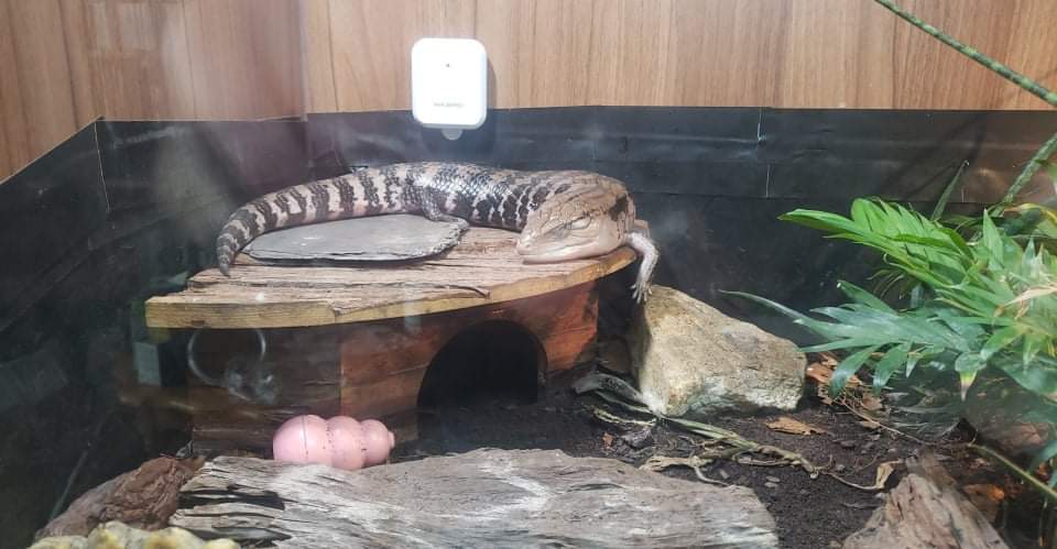 SOUVIEBTS's tweet photo. TODAY IS BIRTHDAY./
I AM THREE WHOLE YEARS OLD NOW./
I CHOOSE SLEEP ALL DAY

#petpoetry #skink #bluetongueskink #haiku https://t.co/yL1eusCpRI