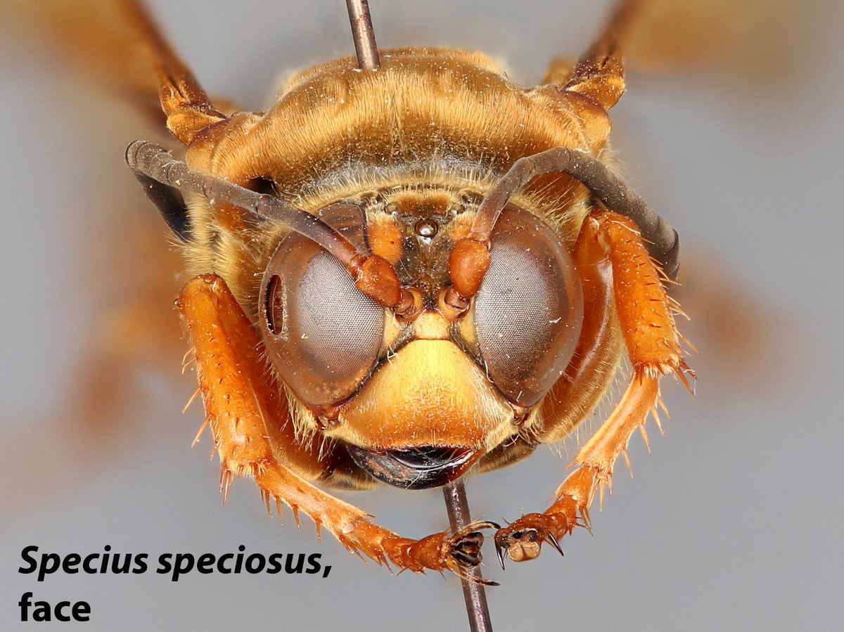 USDA_ARS's tweet image. The 17-yr Magicicada Brood X may have emerged in spectacular numbers, but not to be forgotten are their non-periodic, larger cousins, with subtle black &amp;amp; green markings. Did you know, when cicadas emerge with them come their natural enemies? #SysEntLab