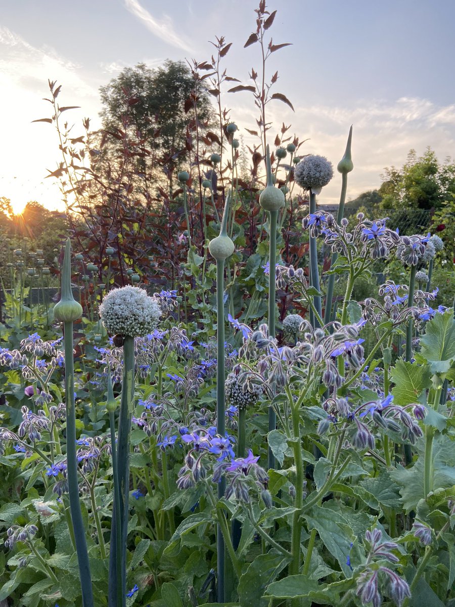 As we roll out of Friday we wish you all a lovely weekend .. one of our favourite beds in the community garden. Gorgeous spiky leek flowers, orach and borage. <a href="/LGSpace/">Little Green Space 🦋</a> <a href="/MeadowInGarden/">Meadow In My Garden 🍃💚🍃</a> <a href="/B_Strawbridge/">Brigit Strawbridge</a> <a href="/UKSustain/">Sustain</a> @SembleUK <a href="/Team4Nature/">Team4Nature</a> <a href="/FlowerScapes/">Steve & Karin Alton</a> 🌸🌸🌸