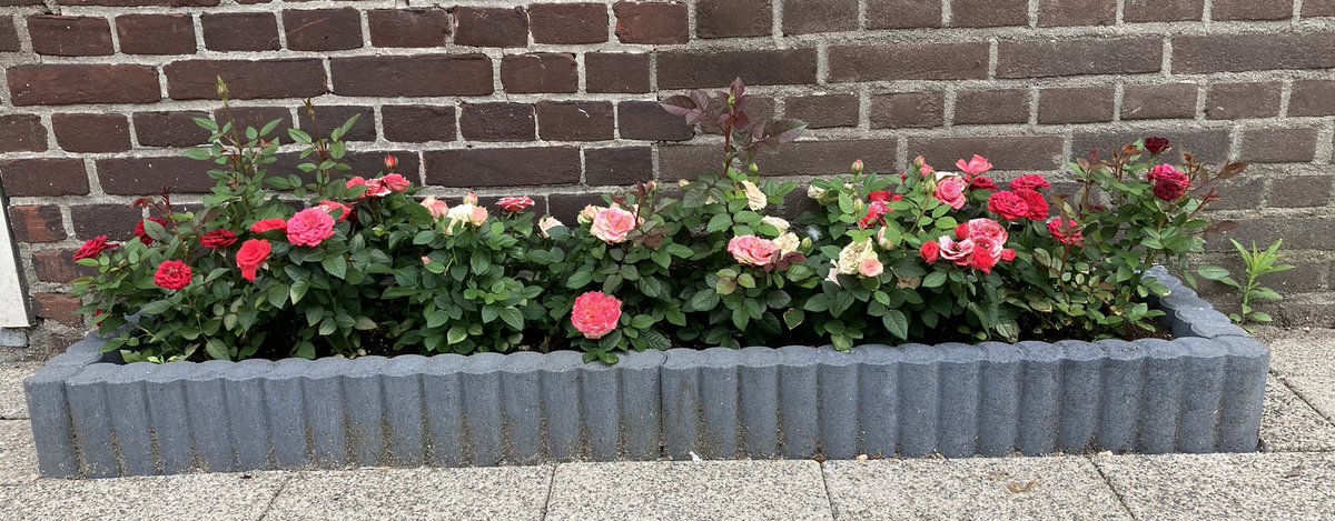 Vergroenen. Tegels eruit, plant erin. We hebben al honderden tegels gewipt. Met elkaar. Koffie, koek en hard werken. In de lange Klaverstraat. De stenige Ebenheazerstraat. Binnenkort de 2e Carnissestraat! #trots #carnisse #geveltuinen #samen