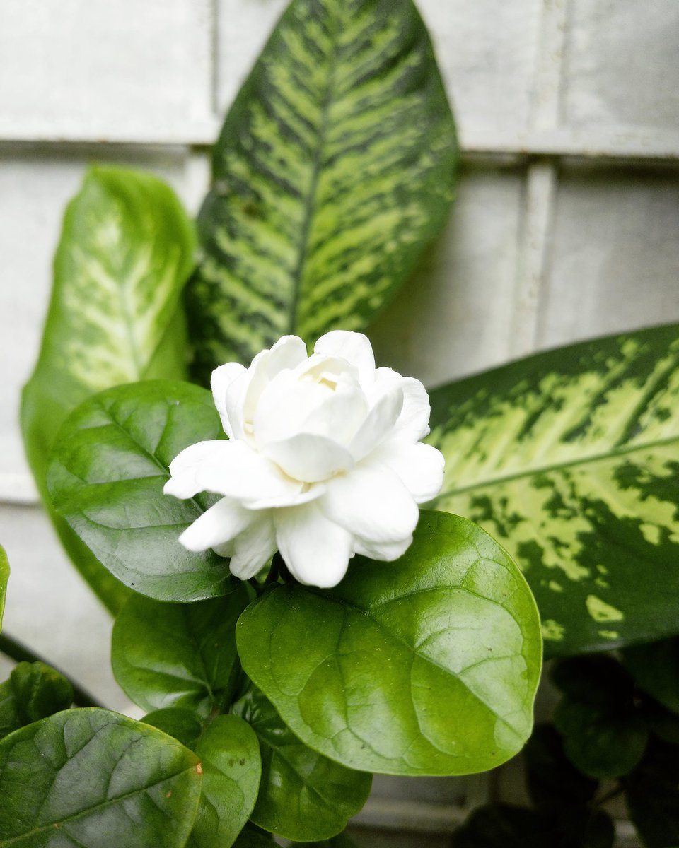 E_CS3's tweet image. #jasminum #oleaceae #jasminumsambac #jasmindearabia #diamela 
#nature #naturephotography #gardening instagram.com/p/CQrJeBetbTH/…