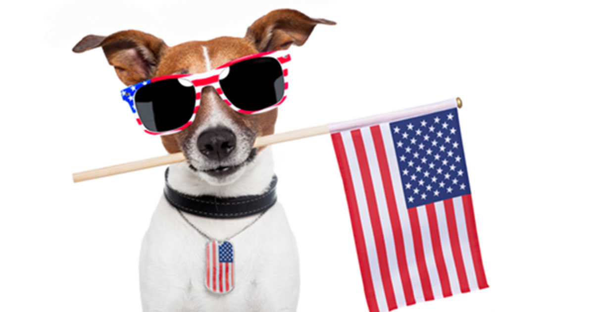 through the leash dog training