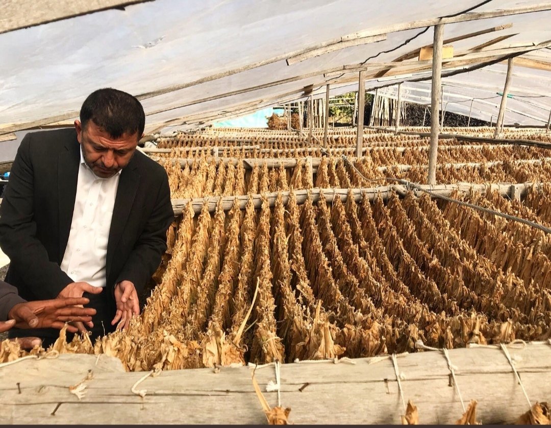 Tarlasını, emeğini, geleceğini tütüne bağlamış, tek geçim kaynağı tütün olan binlerce insanı açlığa mahkum ediyor. 
Uluslararası sigara şirketleri için binlerce tütün üreticisi feda ediliyor.
#tütünümedokunma