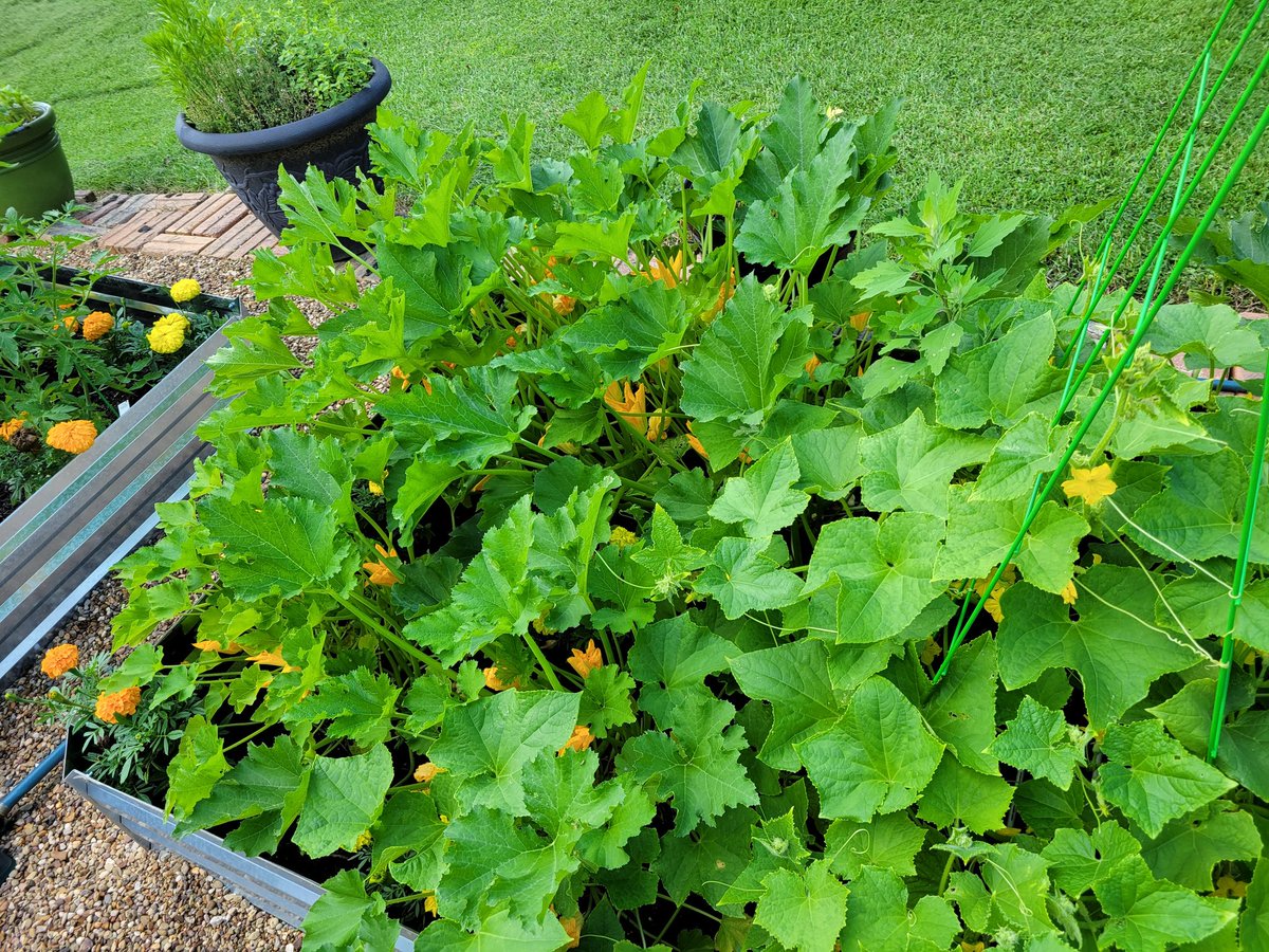 AleeaPerry's tweet photo. Hey Taylor Farms AKA @rktayPhD - bumper crop of radishes & peas this morning + explosive growth in zucchini, cucumber, tomato and cantaloupe blossoms today.
How are your crops coming?
#AcademicMentalHealth
#AcademicHobbies https://t.co/zdG92J23kj