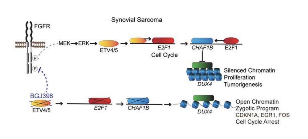 ETV4 and ETV5 drive synovial #sarcoma through cell cycle and DUX4 embryonic pathway control jci.org/articles/view/…