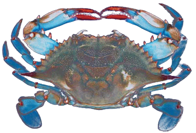 BringsTheRing's tweet photo. It's a #Maryland thing. We revere the #BlueCrab #CallinectesSapidus Exciting breakthrough from @IMET_USMD that will lead to high-density #RASTech #Aquaculture #Nursery #GrowOut opportunities #AquaTech #CrabTech #AquaticProteins #AquaInnovation https://t.co/xNWpJ9V4Jc https://t.co/SdJXFsTh87