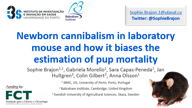 SophieBrajon's tweet photo. Pup cannibalism around parturition biases pup counting estimation and masks perinatal mortality in #LaboratoryMouse. Learn more about this by watching this speed talk presented at @UFAW_1926 2021: 

https://t.co/cIMS8sxPQB

With @animalogues #AnimalWelfare https://t.co/LzMi1j5qa8