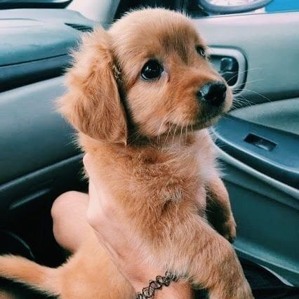 dogshour's tweet image. hello!! we are hourly dogs &amp;amp; we post pictures of cute dogs every hour :) please rt to help us reach more dog lovers &amp;lt;3