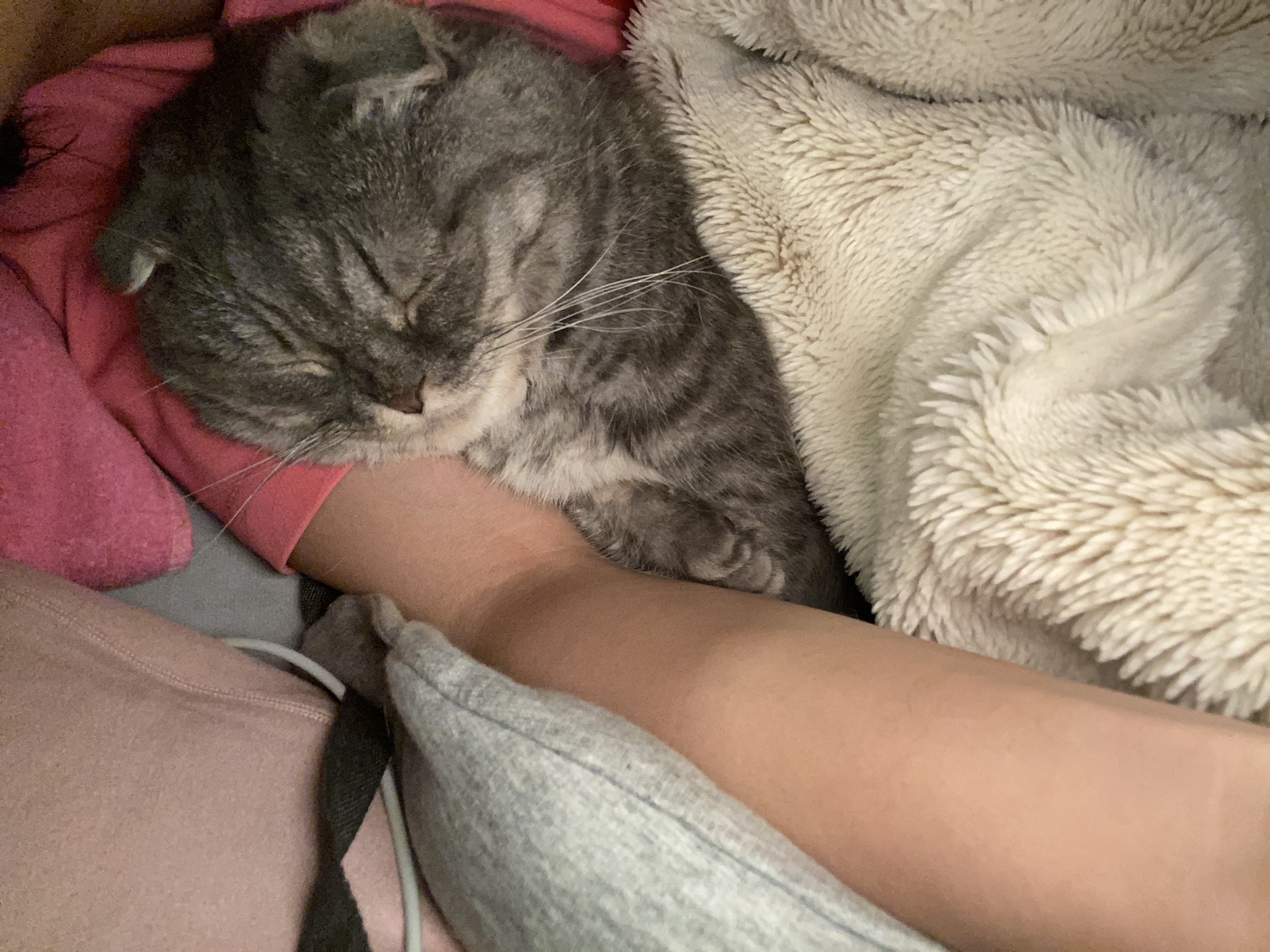 こねぎ シャッター音うるさかったねごめんね 猫 Friday 文春砲 T Co Noad5rorcq Twitter