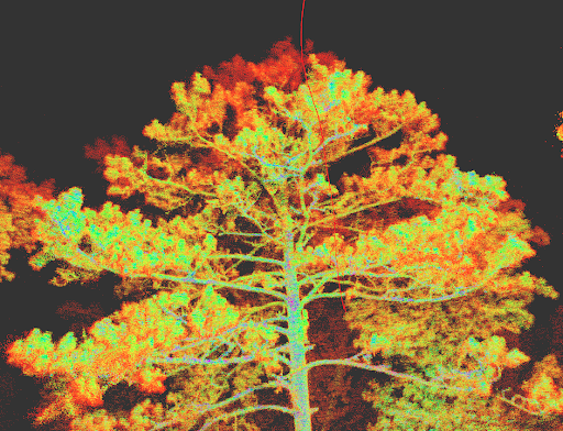 Happy Friday everyone!  This #lidar 👑 is just one of the many trees we measured during a recent field campaign
