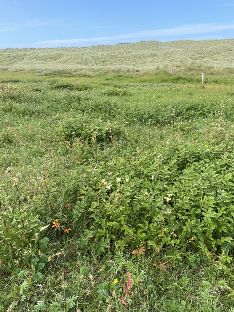Some ideal Meadowsweet cover for  Corncrake on one of the <a href="/CorncrakeLife/">Corncrake/Traonach LIFE</a> life pilot farms in Falcarragh .
