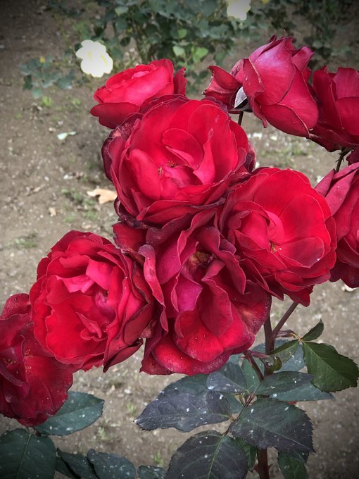 Parks 高画質 のtwitterイラスト検索結果