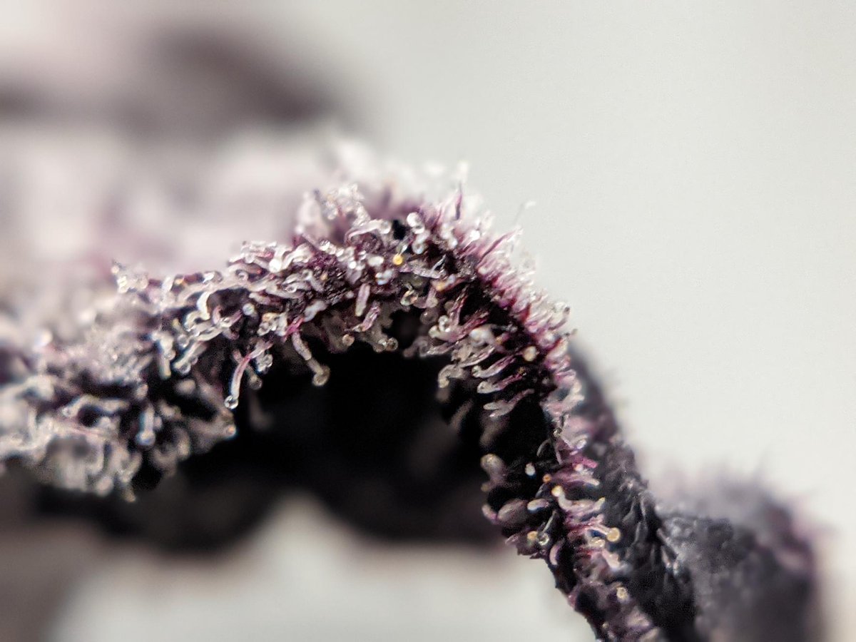 If I said smoke on the water... would anyone get it? #deeppurple #badjokes 🤪 

Cultivar: Blackberry Platinum