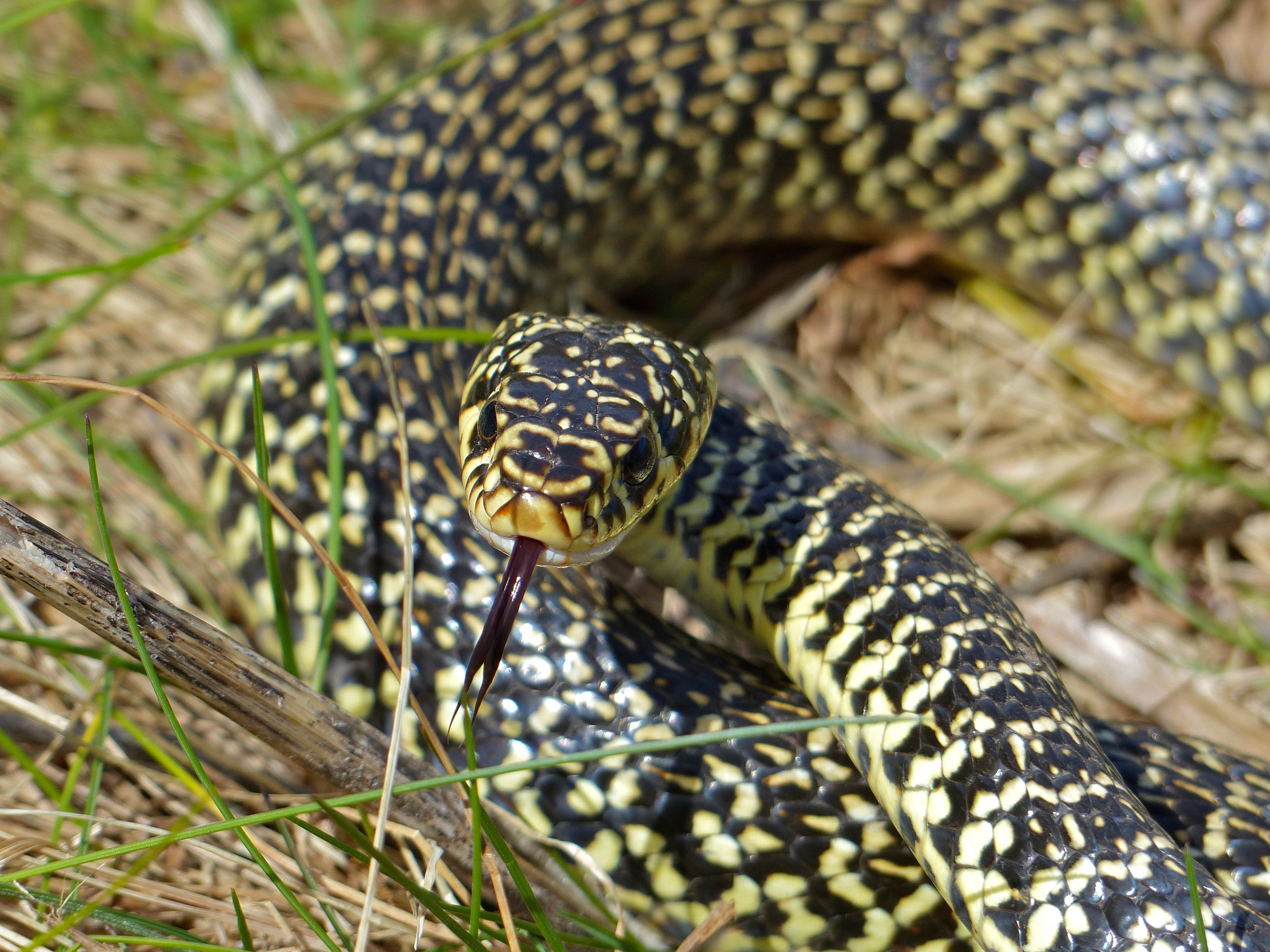 Herpetological Journal Herpjournal さん Twitter