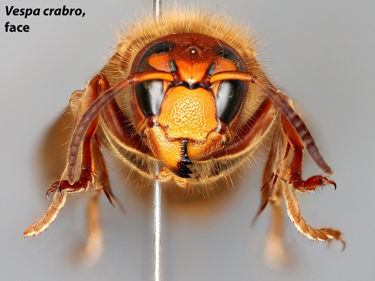 USDA_ARS's tweet image. How can you tell a cicada killer from other gigantic wasps? The cicada killer’s eyes are big &amp;amp; round/oval. The Asian giant hornet, Vespa mandarinia, has a bright orange-yellow head &amp;amp; dark eyes w/ a notch. The European hornet, Vespa crabro, also has dark, notched eyes. #SysEntLab