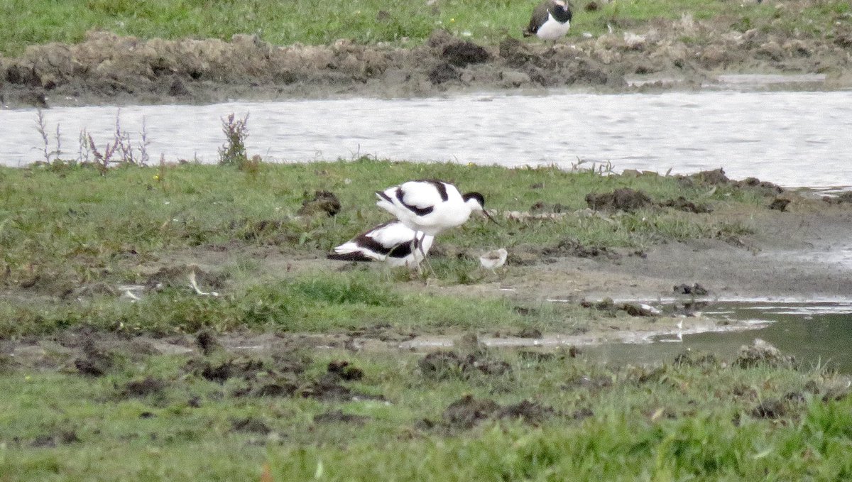 Peter Collins (@peter67369889) on Twitter photo 