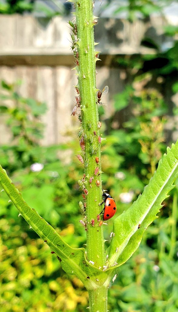 Aphids and ladybird on teasel in #wildputney #entomology #insects