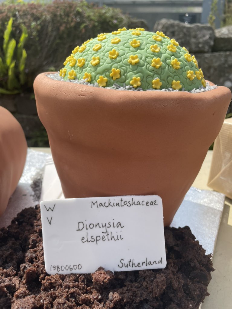 jmitchell_RBGE's tweet photo. After 32 years at the RBGE Elspeth is retiring. She has spent all this time looking and caring for the Alpine section.  We all wish her well and she will be greatly missed @TheBotanics #rbgehort https://t.co/Njwf7JTy7I