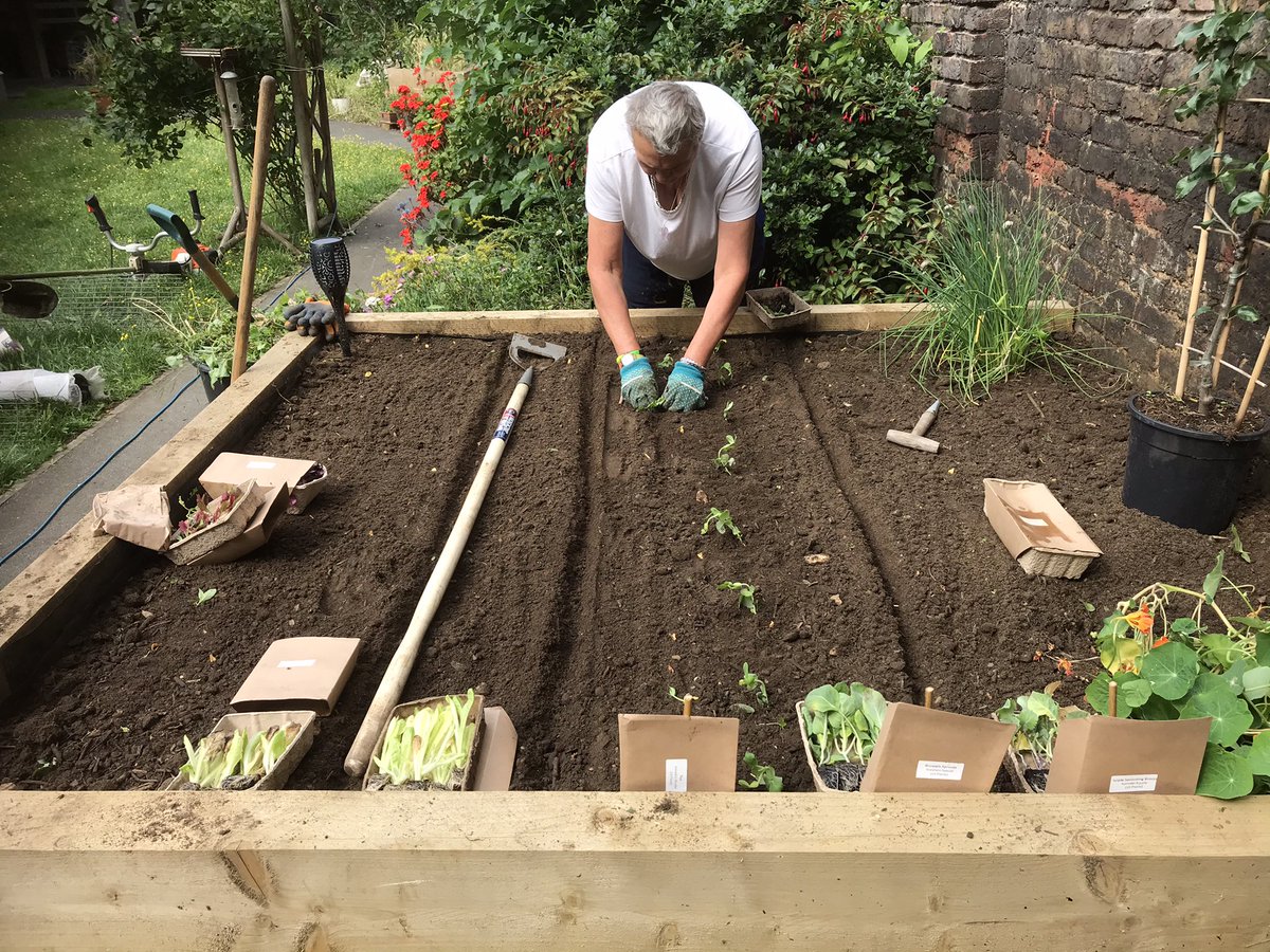 AndrewKauffma20's tweet photo. Great to get out with @LBHF #OrchardSquare ShelteredHousiingResidents for a allotment session #Veg #Salads #Berries #Friuits all in raised planters and #recycled old tree guards into #Cloches #EdibleEstates #GroWYourOwn @idverdeUK thanks @rocketgardens for another great #VegPatch https://t.co/ZqzJKZN21R