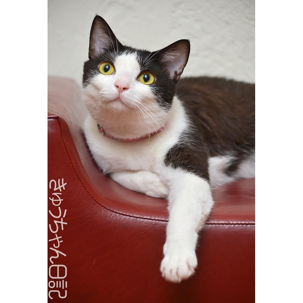 はっちゃん S Tweet きゅうちゃん きゅうちゃん日記 猫 ねこ ネコ 白黒猫 白黒猫きゅうちゃん ハチワレ猫 はちわれねこ かわいすぎてこまっちゃう にゃんすたぐらむ Cat Blackandwhitecat Cute Cutecat Catstagram Instacatsgram Felixcat