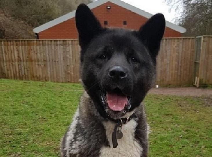 AdoptionsUk's tweet image. Please retweet to help Gucci find a home #EXETER #England 
Affectionate Akita aged 1 looking for an experienced adult home as only pet, she travels well and is housetrained and bonds particularly with men
DETAILS or APPLY👇 
rspca.org.uk/findapet/detai…
#dogs #Akita #Friday  #pets