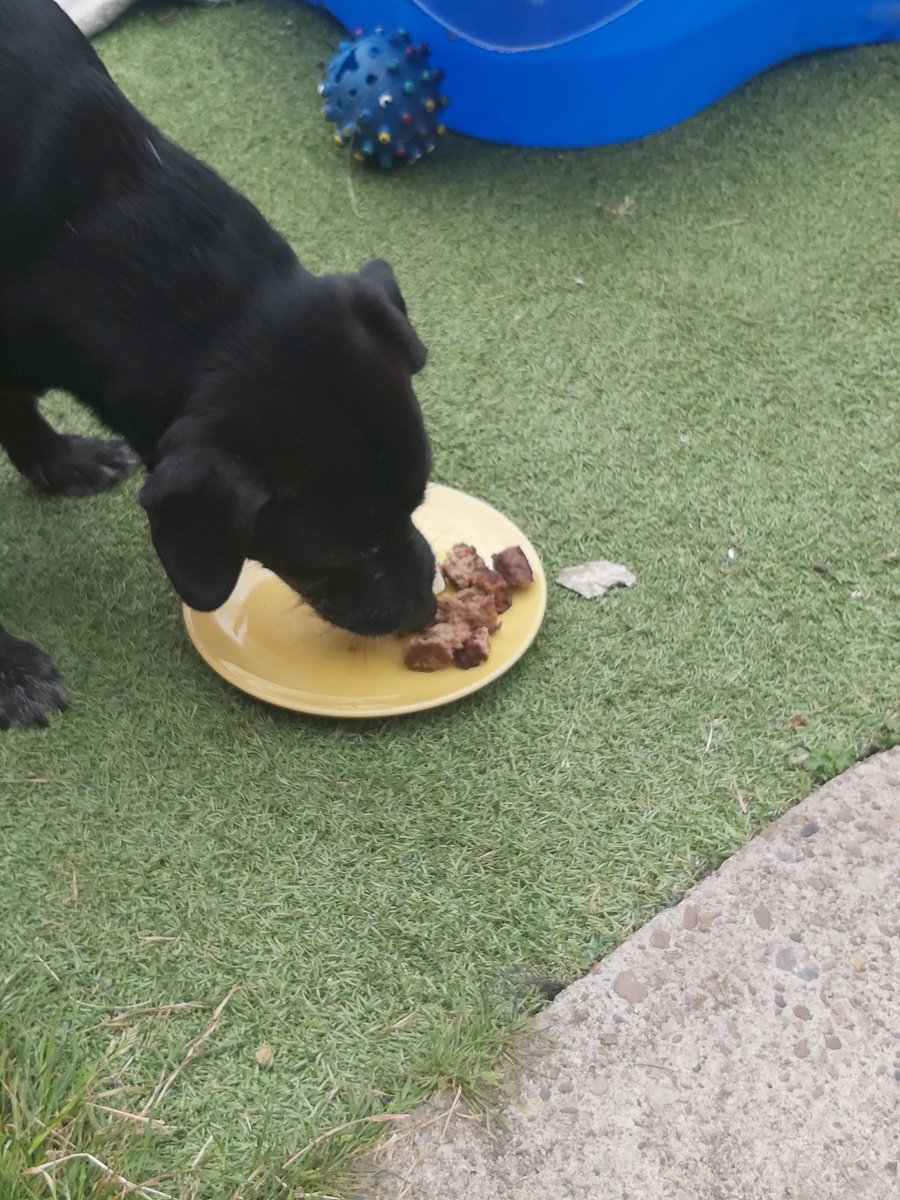 OMD I got bbq burger and cheese, I'm soooo lucky. I snaffled it all before they knew it 😁🐕🐶