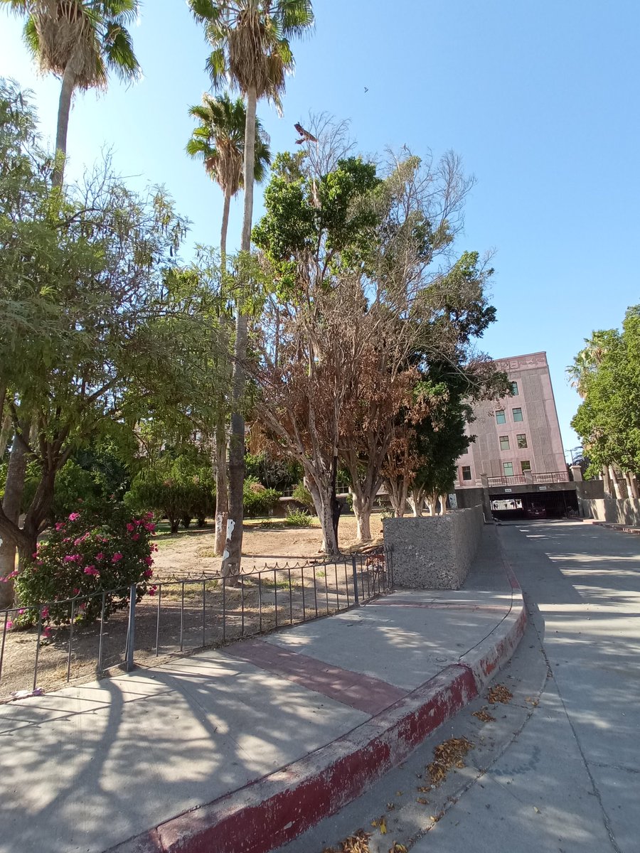 abigaail_rivera's tweet photo. En total abandono se encuentran los árboles del Centro de Gobierno, tanta ciudadania queriendo reforestar la ciudad y el Gobierno descuidando los árboles que ya hay @gobiernosonora @HermosilloGob @ClaudiaPavlovic @BarrazaAlmazan @CIDUE_HMO @PROAESON @CEDESMX @plogging_hmo @ASGAMX https://t.co/1jTSrtP3d6