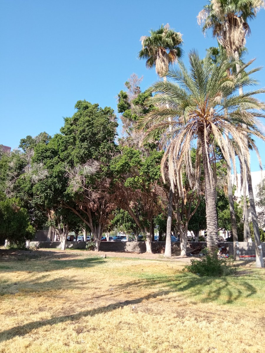 abigaail_rivera's tweet photo. En total abandono se encuentran los árboles del Centro de Gobierno, tanta ciudadania queriendo reforestar la ciudad y el Gobierno descuidando los árboles que ya hay @gobiernosonora @HermosilloGob @ClaudiaPavlovic @BarrazaAlmazan @CIDUE_HMO @PROAESON @CEDESMX @plogging_hmo @ASGAMX https://t.co/1jTSrtP3d6
