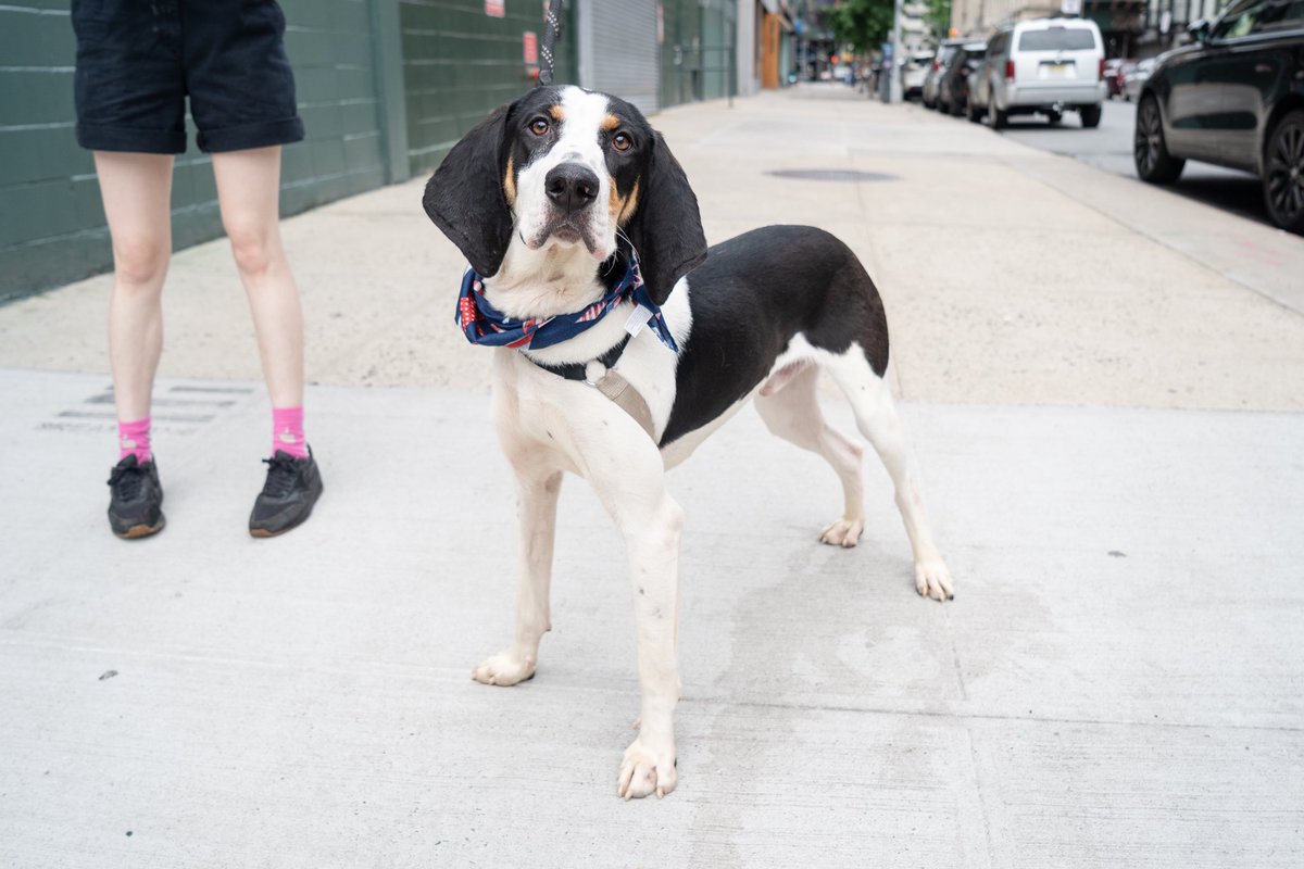 11-month-old Reaper is still at @animalhaven waiting for his big break. He's truly an All-American pup and would love to join an active, energetic family. Going hiking? Bring Reaper! Headed to that lake cabin? Reaper wants to come. Off to a great adventure? Reaper's in!