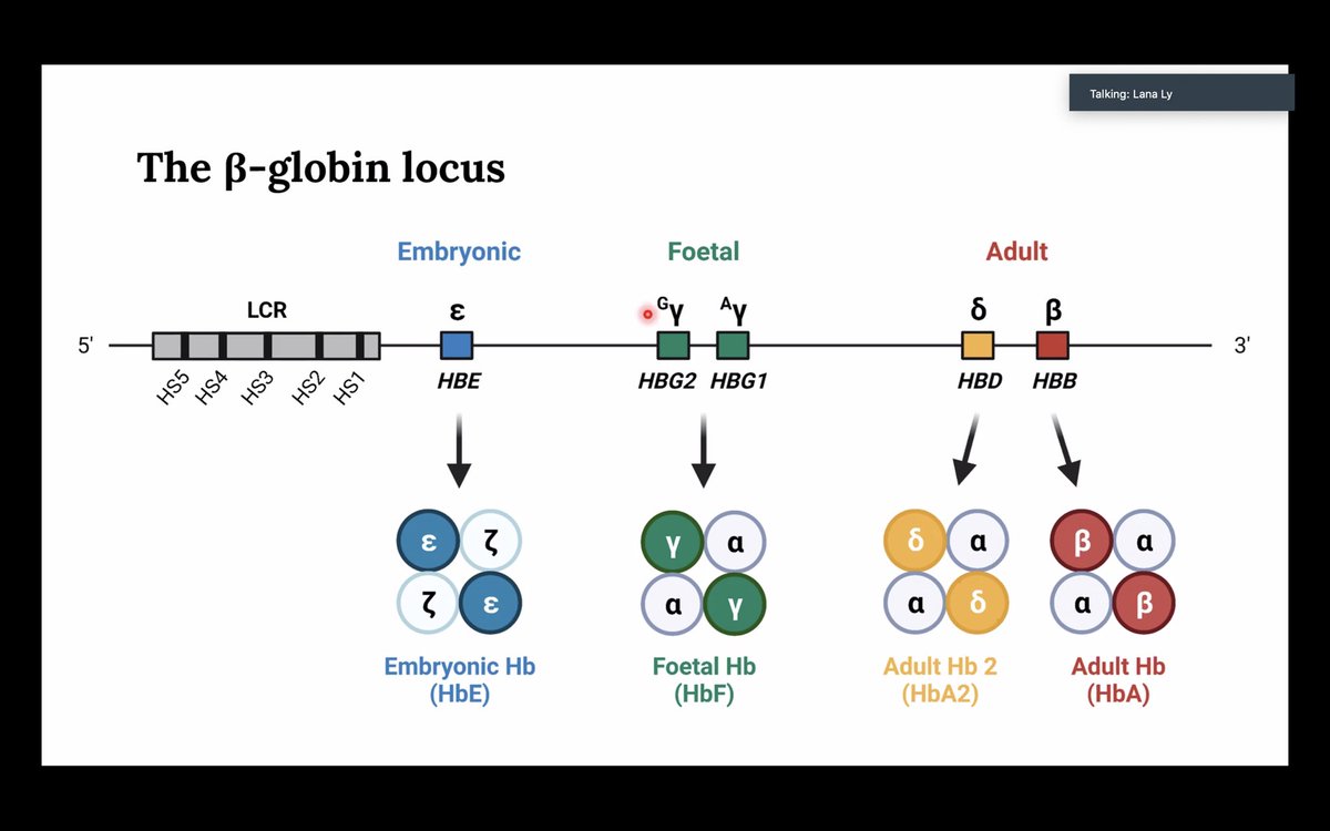 CatherynLim88's tweet image. Well done! @LanaCLy @manan_s9 It was worth waking up at 3am for such great talks. It’s nice to see how much the projects have progressed and all the familiar slides and figures. Great gelshifts Lana! And Manan, I look forward to read your paper, the data looks amazing