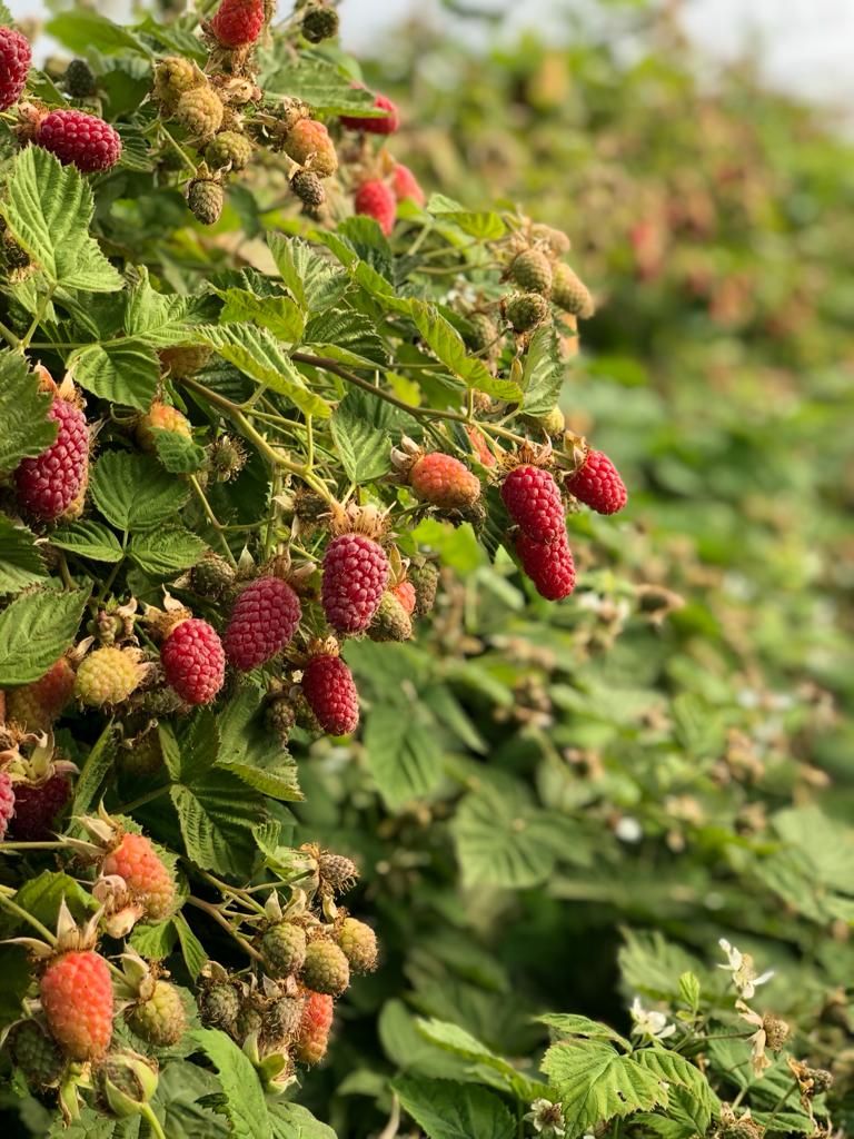 Taste The Underdogs Of The Berry World: Loganberries and Tayberries! Have you had the pleasure of trying these hybrid berries? If not it may be time to roll up your sleeves and get picking. They're especially good for jams, tarts, and more! Head down to tunnel 14 and enjoy!
