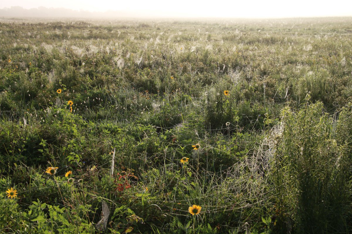 Healthy wildlife communities include plenty of spiders, which help keep populations of insects in balance, insects like mosquitoes. Thanks spiders, we appreciate you. 

Photos: John Magera/USFWS at Attwater Prairie Chicken National Wildlife Refuge in TX