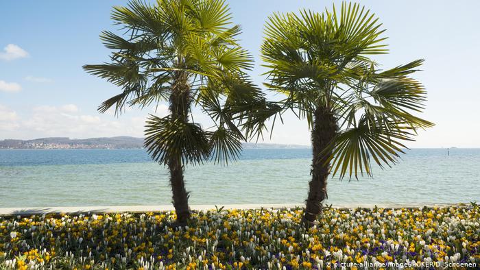 dw_russian's tweet image. Этот немецкий остров-сад на Боденском озере стал одной из главных достопримечательностей региона. Все благодаря усилиям шведского правнука российского царя Александра II. Вот как выглядит этот сад p.dw.com/p/3JKft?maca=r…