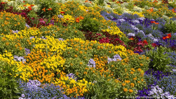 dw_russian's tweet image. Этот немецкий остров-сад на Боденском озере стал одной из главных достопримечательностей региона. Все благодаря усилиям шведского правнука российского царя Александра II. Вот как выглядит этот сад p.dw.com/p/3JKft?maca=r…