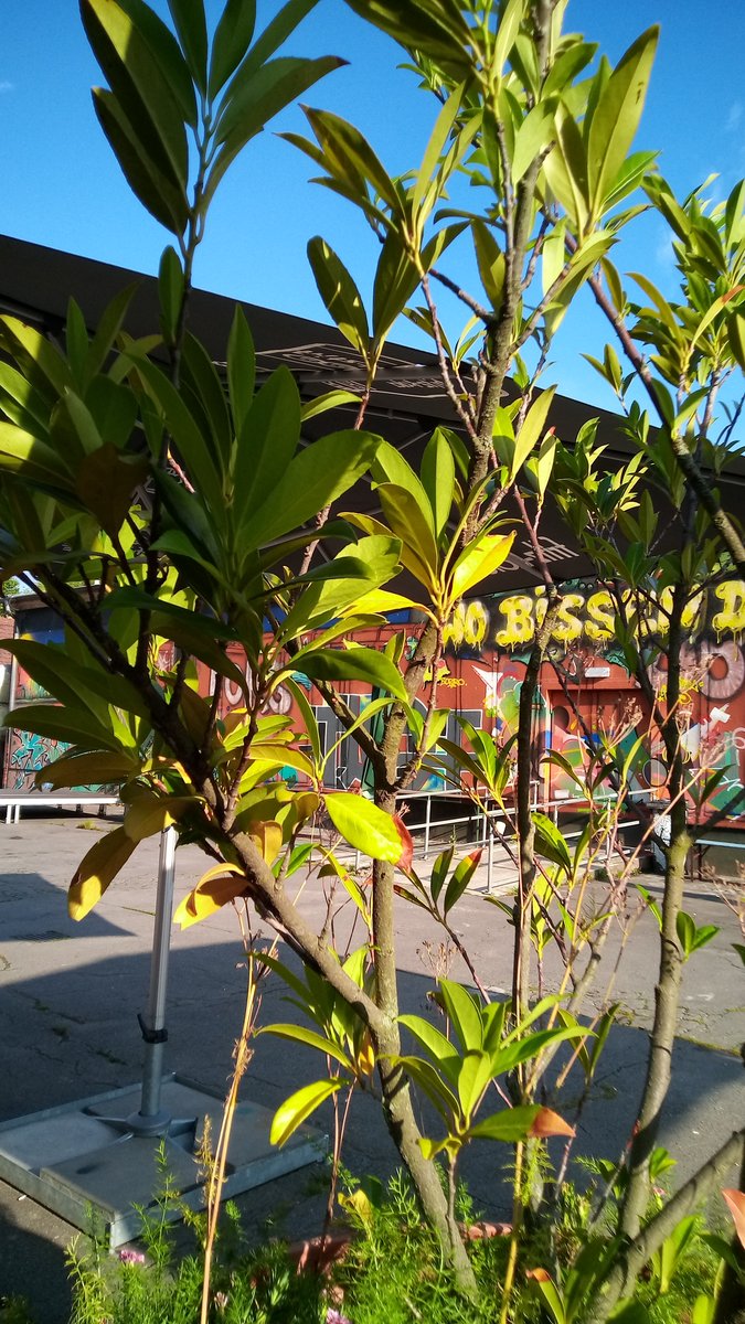 TavernaHausZwei's tweet photo. Der Regen hat sich verzogen, Heute steht eine Doku über den Kapitalismus, das Geld und die Schulden im Programm des DIY-Openairkino mit Hinterhofstyle. Los geht´s 22h00. Das Café hat ab 20h00 auf, falls jemand hier vorher schon Plaudern oder Trinken will;) @freilandpotsdam cheers https://t.co/cvGsw5h3uP