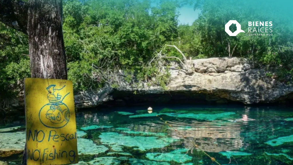 BienesRoo's tweet photo. 😎 QUÉ HACER EN TULUM | Explora las maravillas de Quintana Roo: Cenote Isla Álamos
https://t.co/JbQQA4IhUB
#QuéhacerenTulum #WhattodoinTulum #QuéhacerenQuintanaRoo #WhattodoinQuintanaRoo #Tulum #CenoteIslaAlamos #Buceo #Snorkel #Cenote #AgenciaInmobiliariaTulum #TulumRealtor https://t.co/7JpAC8FsGX
