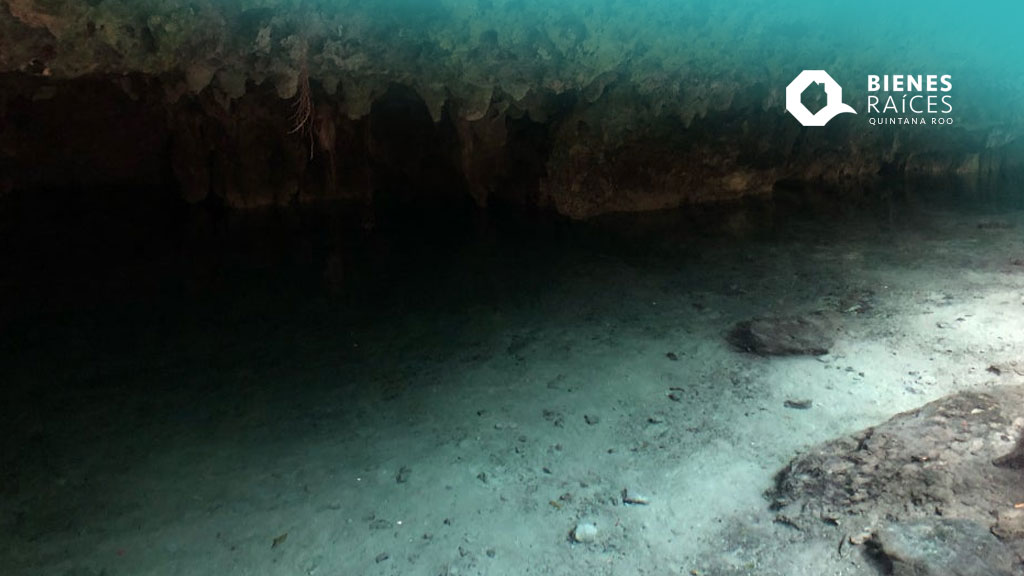 BienesRoo's tweet photo. 😎 QUÉ HACER EN TULUM | Explora las maravillas de Quintana Roo: Cenote Isla Álamos
https://t.co/JbQQA4IhUB
#QuéhacerenTulum #WhattodoinTulum #QuéhacerenQuintanaRoo #WhattodoinQuintanaRoo #Tulum #CenoteIslaAlamos #Buceo #Snorkel #Cenote #AgenciaInmobiliariaTulum #TulumRealtor https://t.co/7JpAC8FsGX