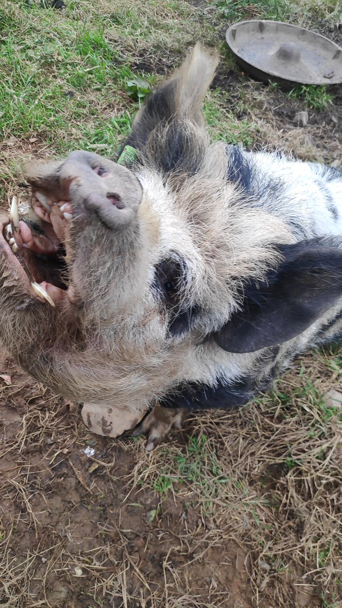 Farming Woman tweet media