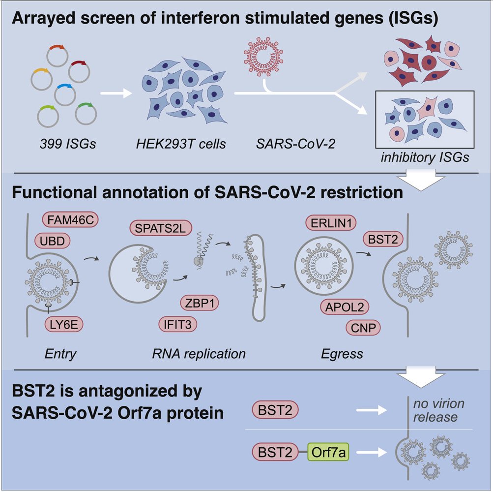 McHeyzer-Williams (@mmw_lmw) on Twitter photo #SARSCoV2 | Functional landscape of cellular restriction | Sumit Chanda <a href="/SBPdiscovery/">Sanford Burnham Prebys</a> <a href="/MolecularCell/">Molecular Cell</a> buff.ly/3zHT7cG | #2021_ReCapJune #SARSCoV2 | Functional landscape of cellular restriction | Sumit Chanda <a href="/SBPdiscovery/">Sanford Burnham Prebys</a> <a href="/MolecularCell/">Molecular Cell</a> buff.ly/3zHT7cG | #2021_ReCapJune