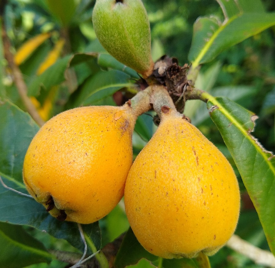 For some reason, the loquat trees have been ripening occasional fruits into summer this year, long past their normal peak season in March. I'd like to figure out how to get them to do more off-season summer fruiting.
#loquat #Rosaceae